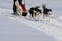 Huskies Erleben